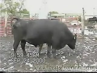 Big-dicked bull showing off his goodies on camera