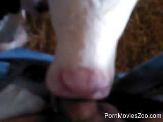 Cow with a pretty face worships cock and deepthroats it