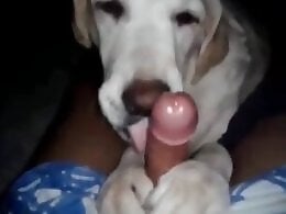 Animal porn and bestiality